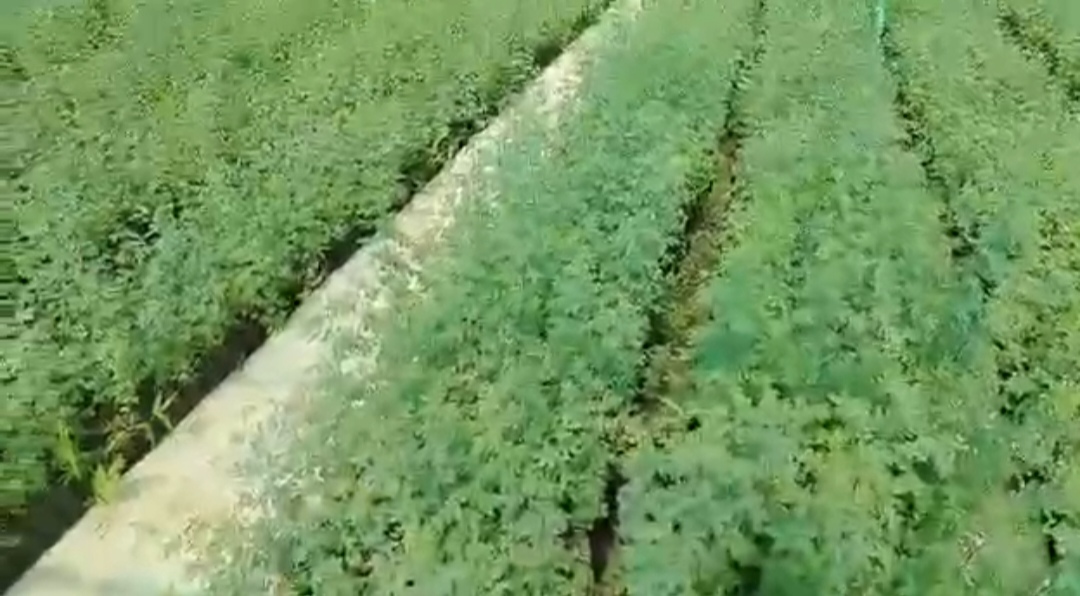 المشاتل